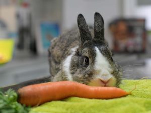 dierenarts-dierenartspraktijk-zeewolde-zwolse-diep-konijn-voeding-juiste-werking-mdk